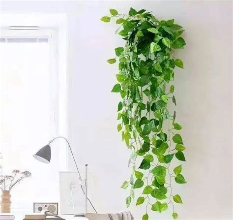 家裡植物枯萎 玄關全身鏡設計
